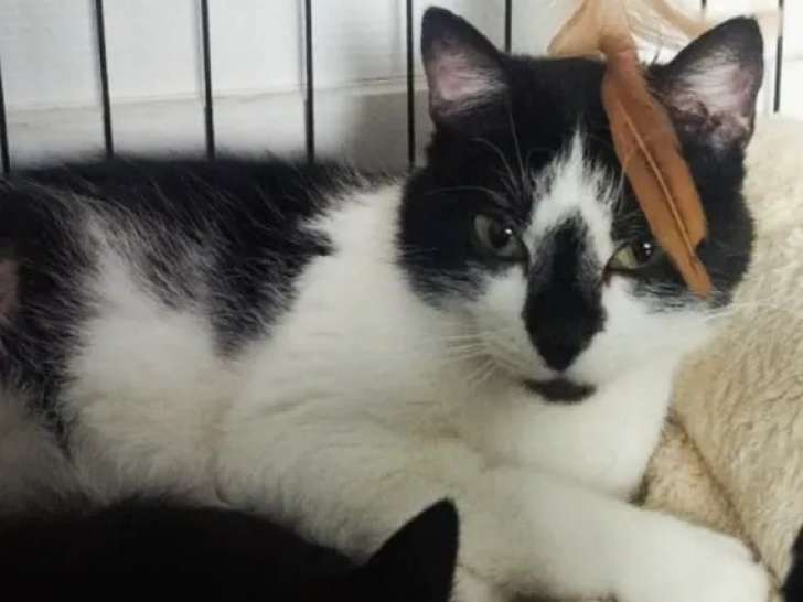 À accueillir, chatte âgée de 2 ans