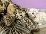 Chatons Bengal LOOF à vendre