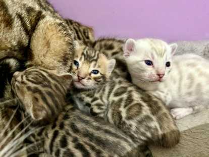 Chatons Bengal LOOF à vendre