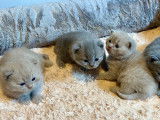 Chatons British LOOF à vendre