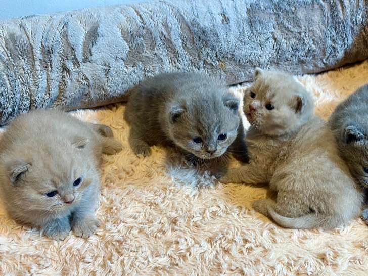 Chatons British LOOF à vendre