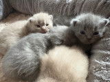 Chatons British LOOF à vendre