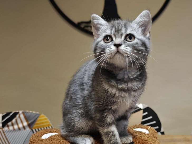 Chaton British Shorthair blue silver tabby avec pedigree à vendre