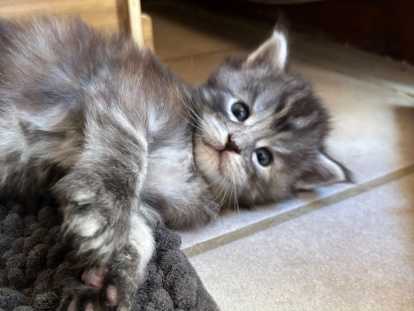 April des Once upon a coon