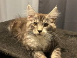 Chatons Maine Coon LOOF disponibles dès maintenant
