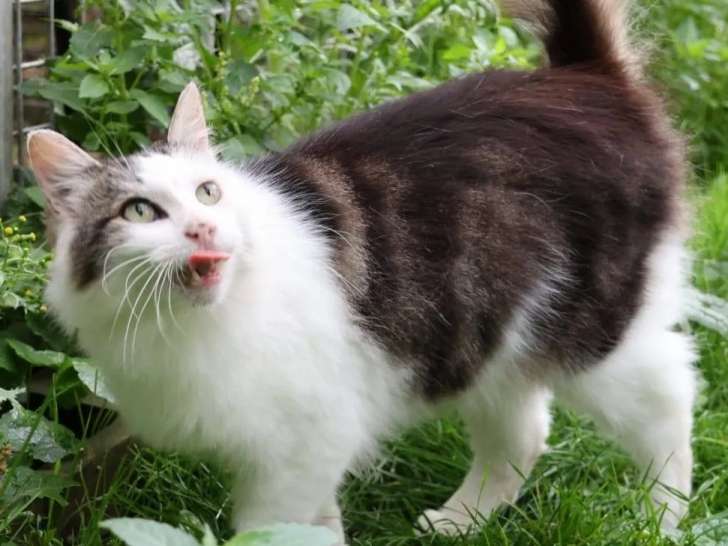 À adopter : chat au pelage tigré blanc