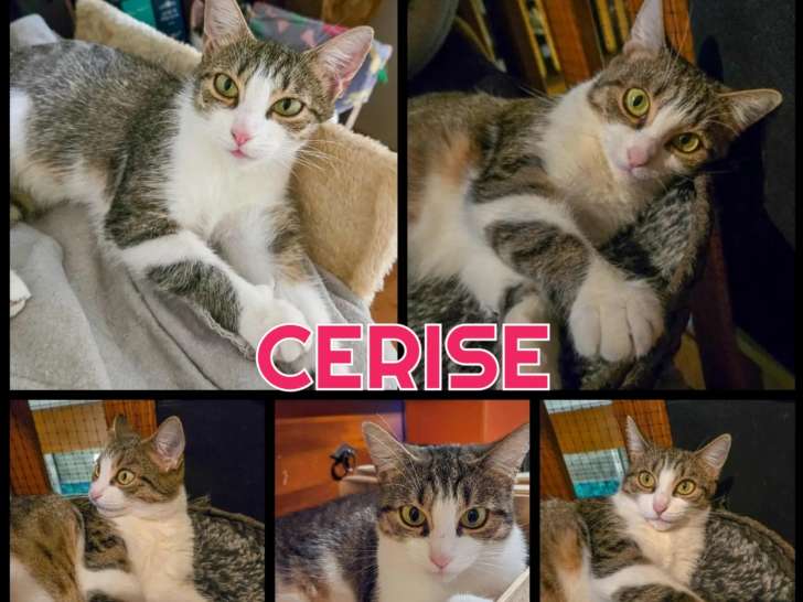 Disponible à l'adoption : chatte d’un an
