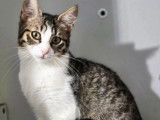 À adopter : chatte d’un an
