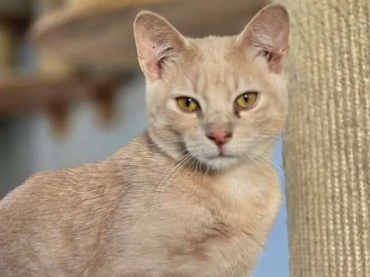 Disponible à l'adoption : chat au pelage roux
