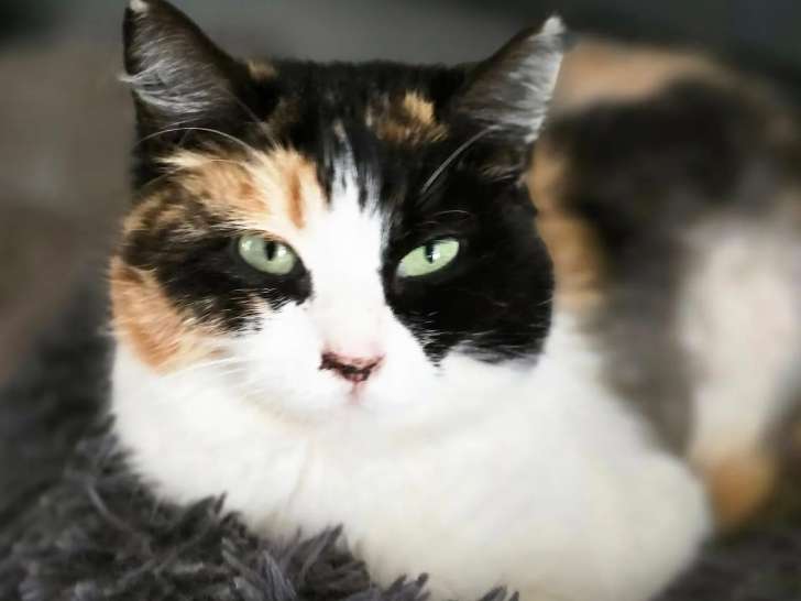 En attente d'adoption : chatte tricolore