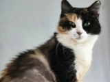 En attente d'adoption : chatte tricolore