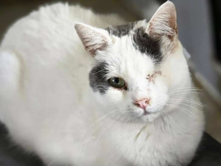 Prête pour l’adoption : chatte grise et blanche