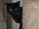 En attente d’un foyer : chatte noire