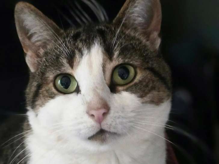 À accueillir : chatte de 5 ans