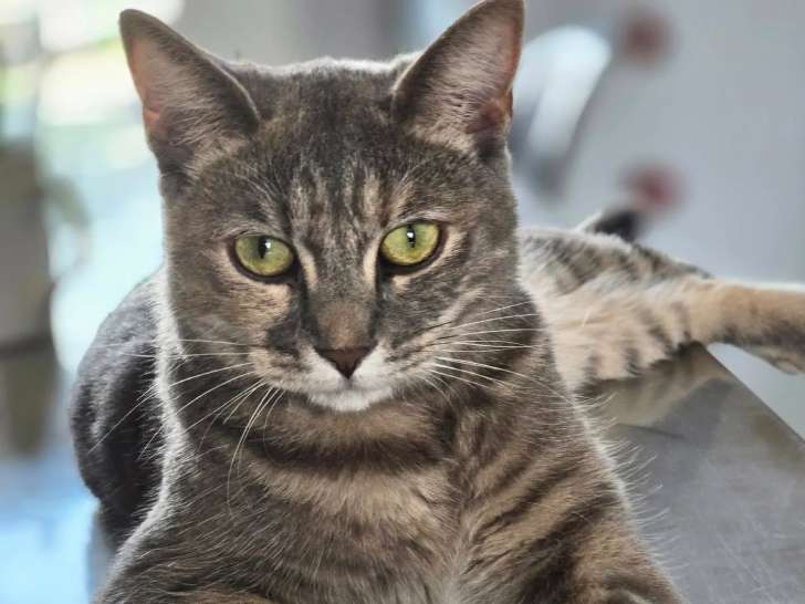 En quête d'un foyer : chatte tigrée