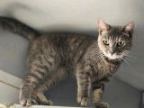 En quête d'un foyer : chatte tigrée