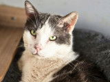 Adoption disponible : chatte âgée de 8 ans