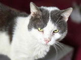 Adoption disponible : chatte âgée de 8 ans