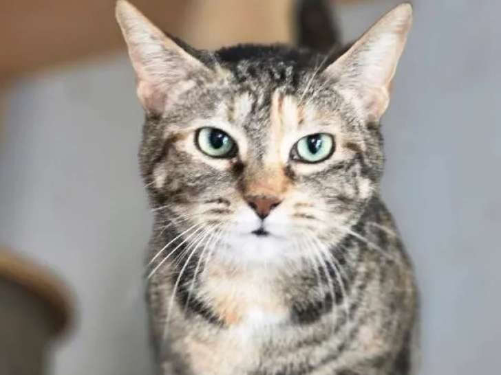 À la recherche d'un foyer : chatte au pelage tigré