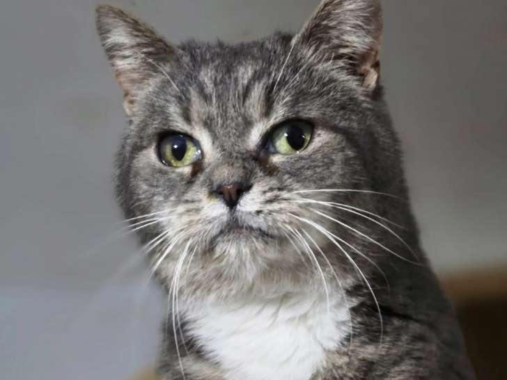 Chat de 8 ans à adopter