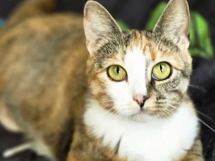 Chatte de 4 ans disponible à l'adoption