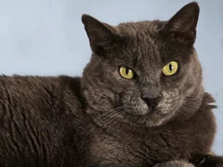 Chatte au pelage gris prête pour l’adoption
