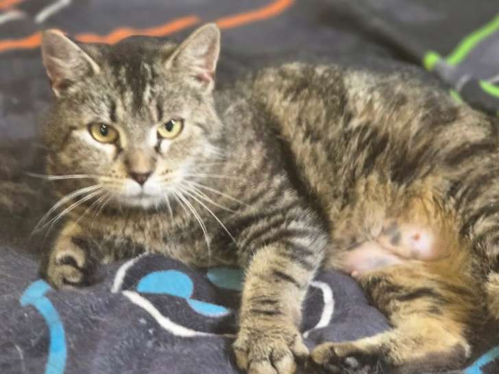 Chatte de 3 ans en attente d'adoption