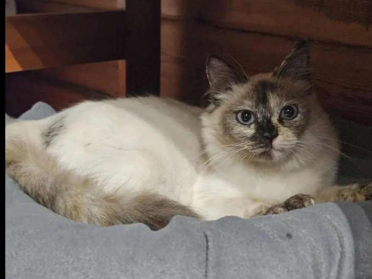Chatte de couleur seal point en attente d’une famille