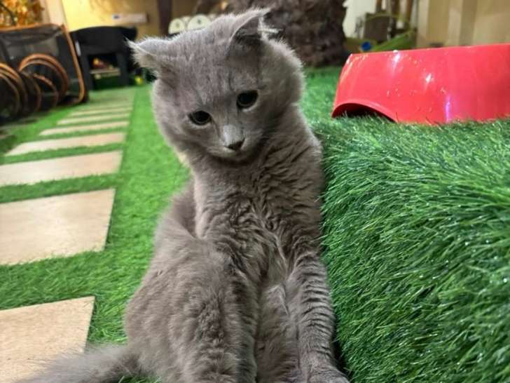 Ramadi, chat croisé Scottish Fold castré à donner