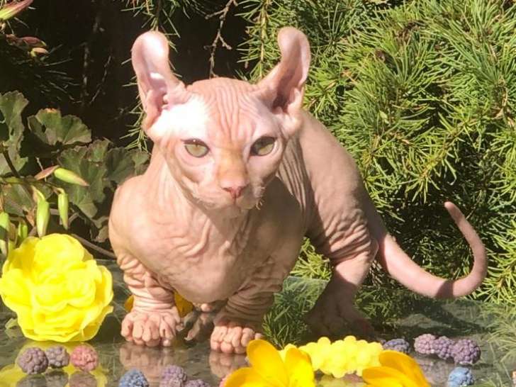 Chaton Dwelf à vendre courtes pattes