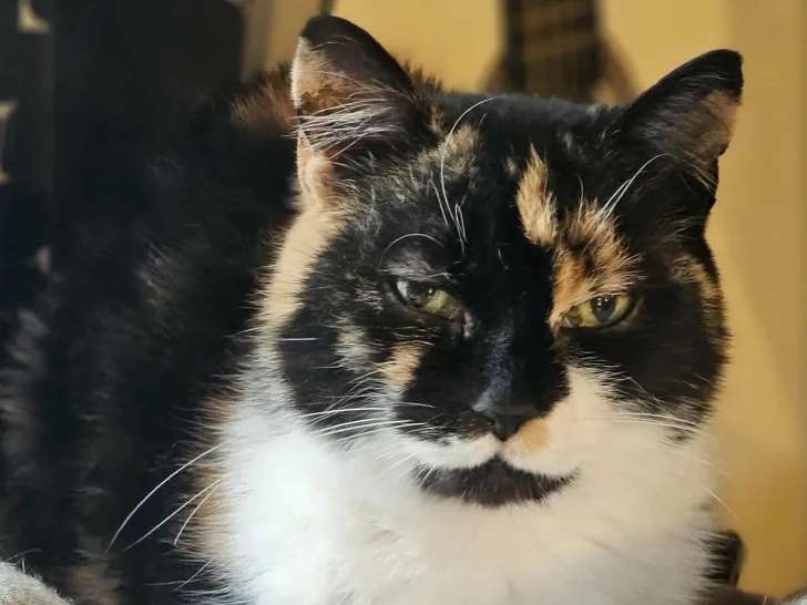 Chatte de 5 ans à accueillir