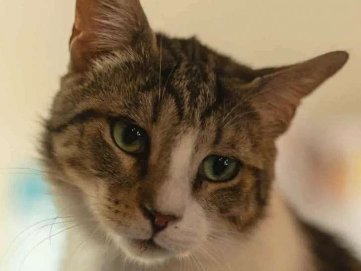 Chat de 2 ans en quête d'une famille