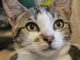 Adoption disponible : chaton mâle de 4 mois
