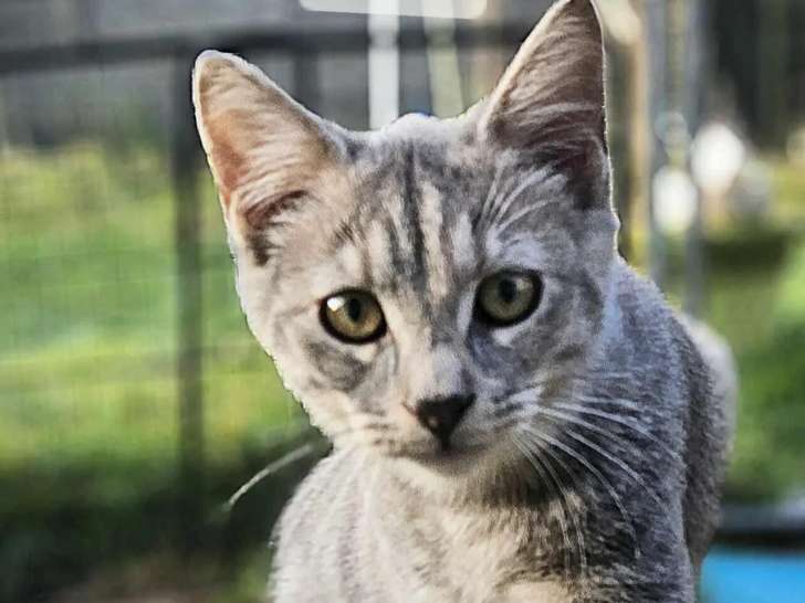Chatonne de 4 mois à la recherche d'une famille