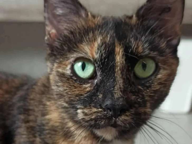 À adopter, chatte de 2 ans