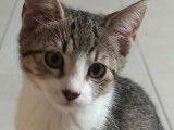 Disponible à l'adoption, chaton femelle gris et blanc