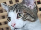 En attente d’adoption, chatonne tigrée grise