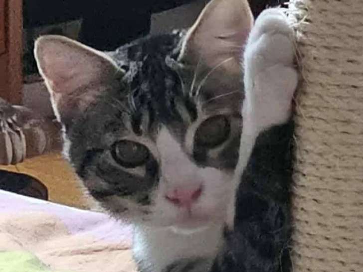 Prêt pour l’adoption, chat tigré gris