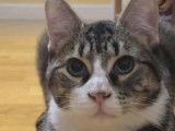 En attente d'une famille, chat au pelage tigré gris