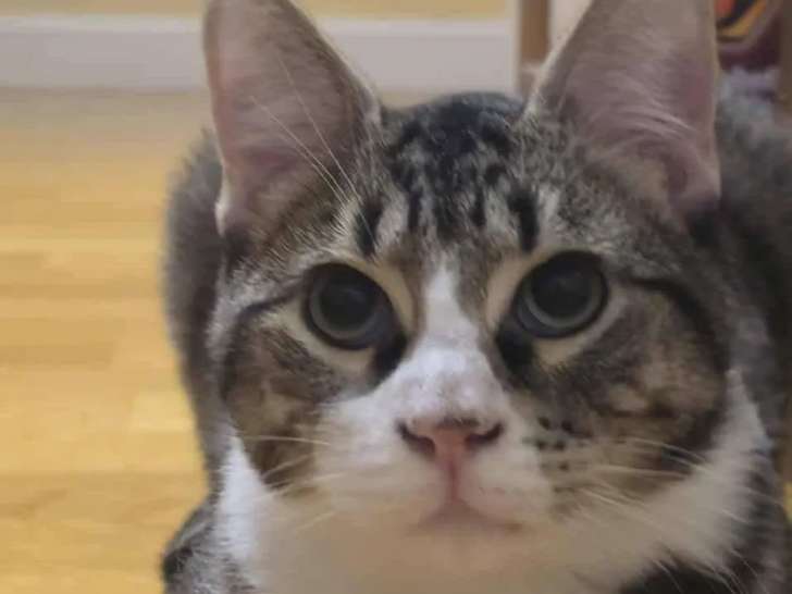 En attente d'une famille, chat au pelage tigré gris