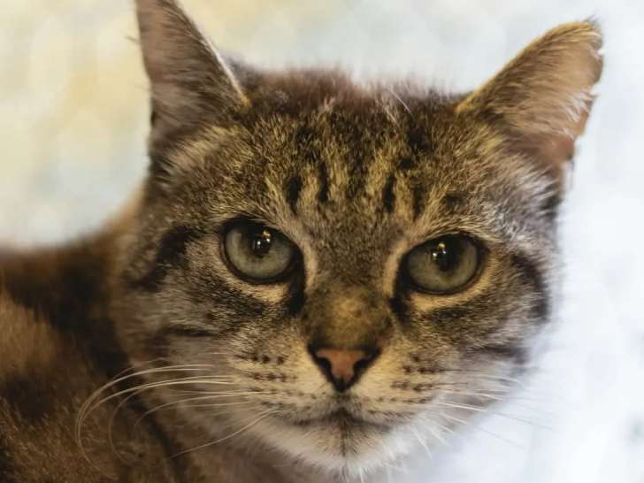 À accueillir, chat âgé de 10 ans