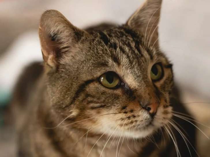 En quête d'un foyer, chat âgé de 2 ans