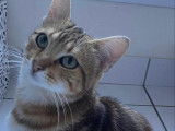 Adoption disponible : chaton mâle tigré roux