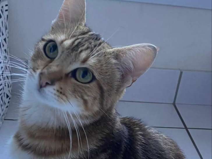 Adoption disponible : chaton mâle tigré roux
