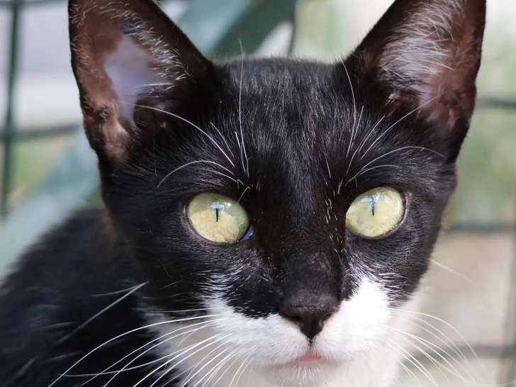 À la recherche d’une famille, chatte noire et blanche