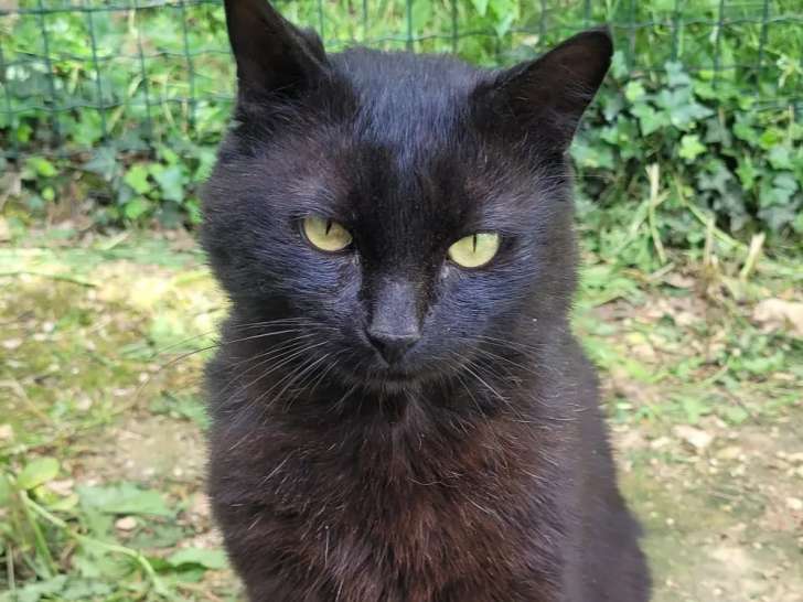 À adopter : chat de couleur noire