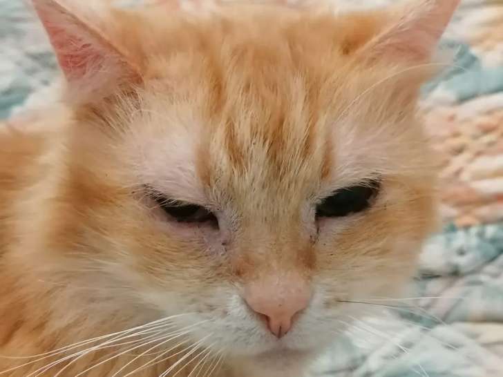 Disponible à l'adoption : chatte rousse