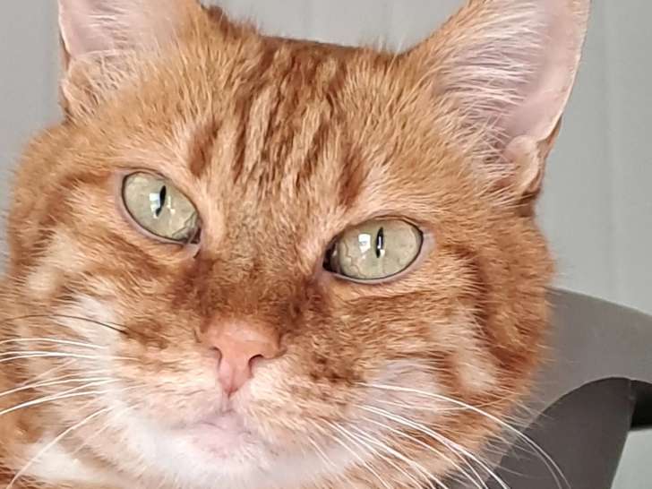 En attente d'adoption : chatte de 13 ans