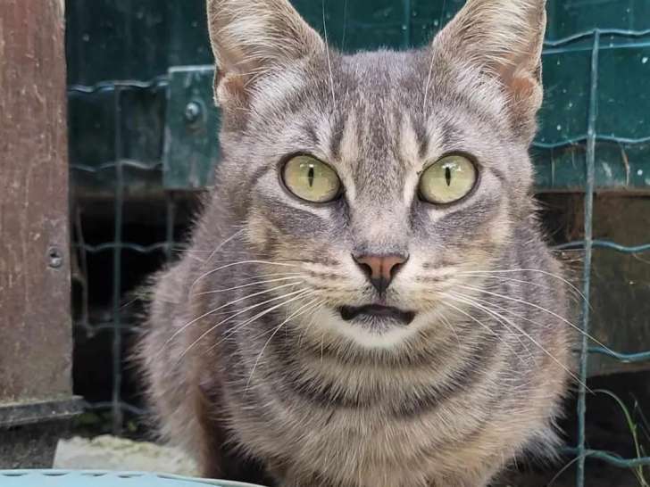 Prête pour l’adoption : chatte âgée d'un an
