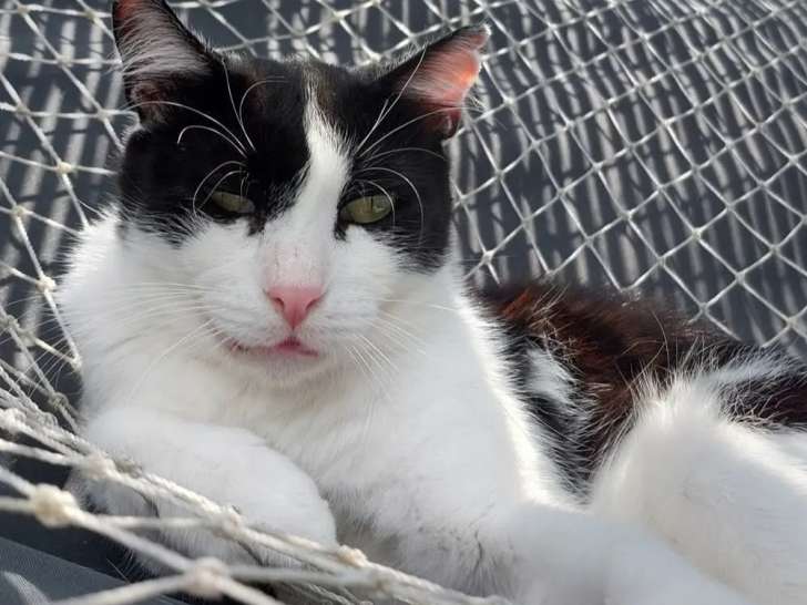 En attente d’une famille : chat noir et blanc